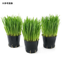 チャーム (観葉植物)ペットグラス 燕麦 3号(1ポット) 無農薬 491872 1ポット（直送品）