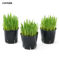 チャーム (観葉植物)長さで選べる ペットグラス 燕麦(短め) 3号(1ポット) 無農薬 491873 1ポット（直送品）