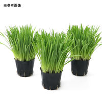 チャーム (観葉植物)長さで選べる ペットグラス 燕麦(長め) 3号(1ポット) 無農薬 491874 1ポット（直送品）