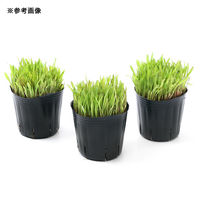 チャーム (観葉植物)長さで選べる スーダングラス(短め) 3号(1ポット) 無農薬 491881 1ポット（直送品）