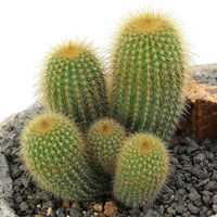 チャーム (多肉植物)エリオカクタス 金晃丸 群生 白溶岩石鉢植え Sサイズ(1鉢) 352807 1鉢（直送品）