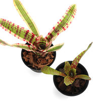 チャーム (観葉植物)品種おまかせ タンクブロメリア 子株(1株) 98108 1株（直送品）