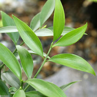 チャーム (観葉植物)ナギ(梛 竹柏) 3~3.5号(1ポット) 179179 1ポット（直送品）