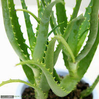チャーム (多肉植物)アロエ キダチアロエ 5号(1鉢) 42694 1鉢（直送品）