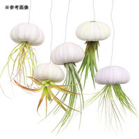 チャーム (観葉植物)ジェリーフィッシュエアープランツ 品種おまかせ パープル(1個) 349574 1個（直送品）