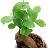 チャーム (観葉植物)ハイドロカルチャー ガジュマル(精霊の木)バブルボールSS(1個) 351251 1個（直送品）