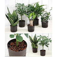 チャーム (観葉植物)おまかせハイドロ苗 9φ Lサイズ(1ポット) 74917 1ポット（直送品）