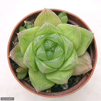 チャーム (多肉植物)ハオルチア 品種おまかせ 2号(1ポット) 74567 1ポット（直送品）