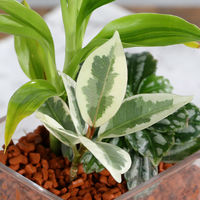 チャーム (観葉植物)ハイドロカルチャー ミニ観葉3種の寄せ植え ブロックグラス(1個) 358643 1個（直送品）