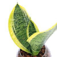 チャーム (観葉植物)ハイドロカルチャー サンスベリア バブルボールSS(1個) 351254 1個（直送品）