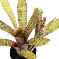 チャーム (観葉植物)ネオレゲリア ’タイガーカブ’(1株)タンクブロメリア 84164 1株（直送品）
