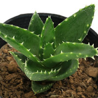 チャーム (多肉植物)アロエ 不夜城 3~3.5号(1ポット) 351837 1ポット（直送品）