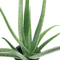 チャーム (多肉植物)アロエ ベラ 6号(1鉢) 345498 1鉢（直送品）