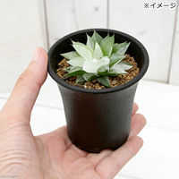 チャーム (多肉植物)ハオルチア 氷砂糖 2.5~3号(1鉢) 439627 1鉢（直送品）