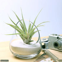 チャーム (観葉植物)エアープランツ チランジア カピタータ(1株) 56134 1株（直送品）