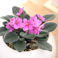 チャーム (観葉植物)セントポーリア 品種おまかせ マットボールS植え(1鉢) 345463 1鉢（直送品）