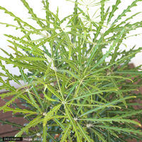 チャーム (観葉植物)アラレア グリーンエレガンス 6号(1鉢) 64512 1鉢（直送品）