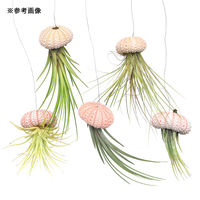 チャーム (観葉植物)ジェリーフィッシュエアープランツ 品種おまかせ ピンク(1個) 349571 1個（直送品）