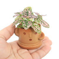 チャーム (観葉植物)おまかせミニ観葉 ハニワ(1鉢) 349144 1鉢（直送品）