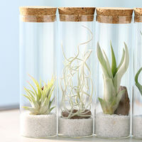 チャーム (観葉植物)エアープランツ(品種おまかせ)スタンドガラス(1個) 373365 1個（直送品）