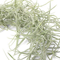 チャーム (観葉植物)エアープランツ チランジア ウスネオイデス 太葉タイプ S(1束分) 373600 1束（直送品）
