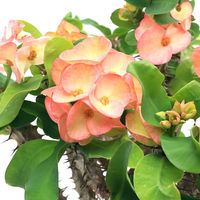 チャーム (多肉植物)ユーフォルビア 花キリン ビックキス 花色おまかせ 6号(1鉢) 350537 1鉢（直送品）