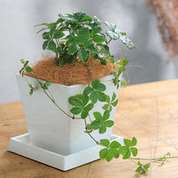 チャーム (観葉植物)パーセノシッサス シュガーバイン 4号 ボタニースクエアポット 350785 1ポット（直送品）