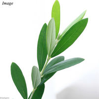 チャーム (観葉植物)果樹苗 オリーブの木 品種おまかせ 3.5号(1鉢) 363046 1鉢（直送品）