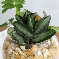 チャーム (観葉植物)ハイドロカルチャー ミニ観葉3種の寄せ植え バブルボールSS(1個) 358642 1個（直送品）