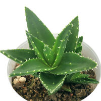 チャーム (多肉植物)アロエ 不夜城 5号(1鉢) 363364 1鉢（直送品）