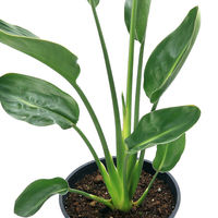 チャーム (観葉植物)ストレリチア ユンケア(ノンリーフ) 7号(1鉢) 350758 1鉢（直送品）