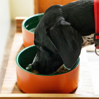 ダルトン フードボウル S DULTON ダブルウォール ドッグボウル テラコッタ 482168 1個（直送品）