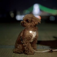 ルークラン ライト 散歩 犬 ループセイフ ウルトラLED ブルー 495835 1個（直送品）