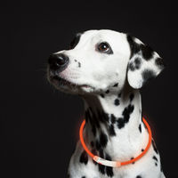 ルークラン ライト 散歩 犬 ループセイフ LEDリング 65 オレンジ 495850 1個（直送品）