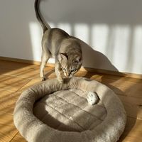 クロスキルトラウンドペットベッド ベージュ 猫 小型犬 LAKOLE/ラコレ