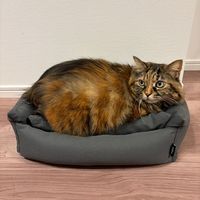 ふっくらスクエアペットベッド チャコール 猫 犬 LAKOLE/ラコレ
