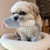 ぬいぐるみトイ ヘビ グレー 犬用 LAKOLE/ラコレ