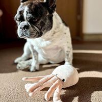 ぬいぐるみトイ タコ ピンク 犬用 LAKOLE/ラコレ