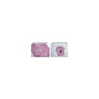メルク RiboJuice(TM) mRNA Transfection Kit TR-1013 1個 62-8534-44（直送品）
