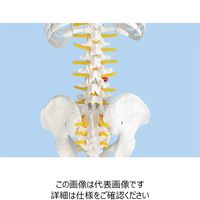ナリカ 小型人体骨格模型 MSー1 M60-4080 1セット（直送品）