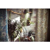 スミノエ DISNEY ディズニーホーム 遮光カーテン プー パルテール M1155 1000×1780mm ベージュ 1枚（直送品）