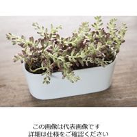 D&M DEPOT オーバルポット L26.5 ホワイト 955249 1セット(2個)（直送品）