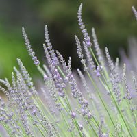 フレーバーライフ社 FL精油 ラバンディン・グロッソ 100mL 157（直送品）