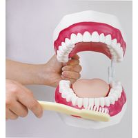 三和製作所 大型歯みがき指導模型 大 4571263737539 1個