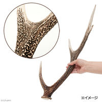 リーフ 鹿の角　オブジェ　Ｌサイズ　インテリア 2250001963622 1個（直送品）