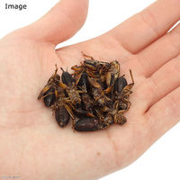 リーフ 冷凍★冷凍フタホシコオロギ MLサイズ 100g 211860 1個（直送品）