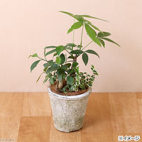 リーフ　アンティークポット　直径１３×１３ｃｍ　白　モスポット　トール　2250002341955　1セット(5個)（直送品）