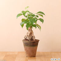 リーフ　アンティークポット　直径１３×１３ｃｍ　赤　モスポット　トール　2250002341948　1セット(5個)（直送品）