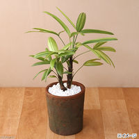 リーフ　アンティークポット　直径１３×１４．５ｃｍ　赤　モスポット　シリンダー　2250002341986　1セット(5個)（直送品）