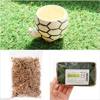 苔を育てる　コケカメくん育成セット　卓上サイズ植物 2250002373284 １セット（直送品）